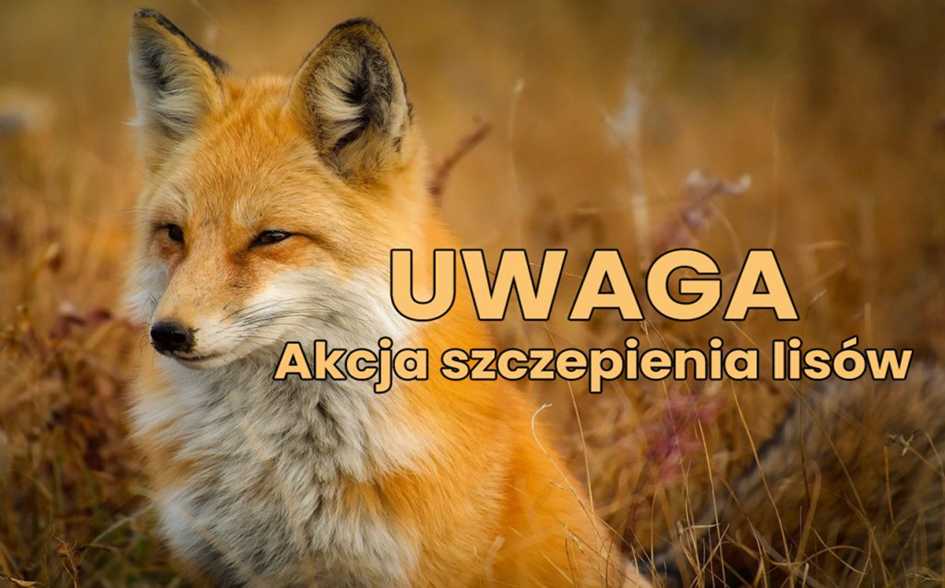 Wiosenna akcja szczepienia lisów