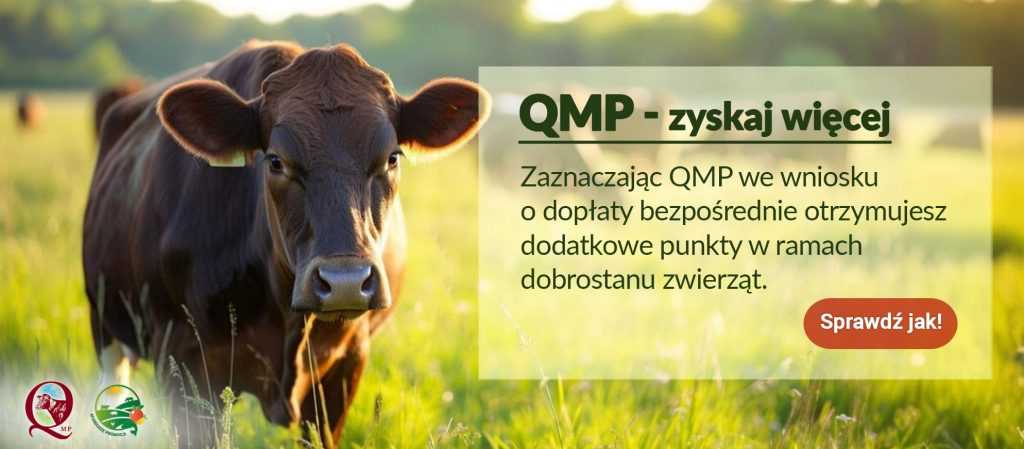 Ekoschemat „Dobrostan zwierząt”. Dodatkowe pieniądze dla hodowców bydła z QMP – tylko do 16 czerwca!