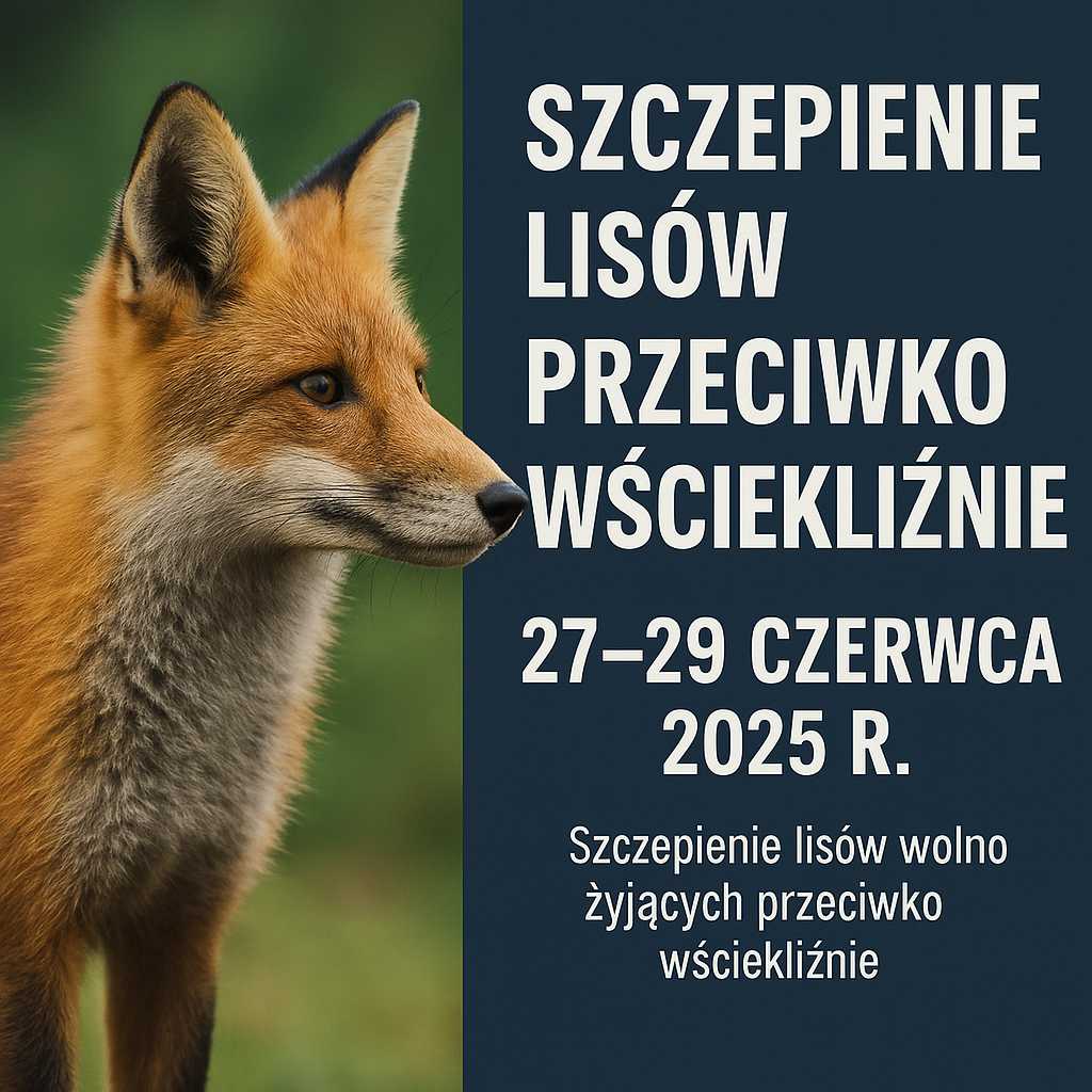 DODATKOWA AKCJA SZCZEPIEŃ LISÓW PRZECIWKO WŚCIEKLIZNIE