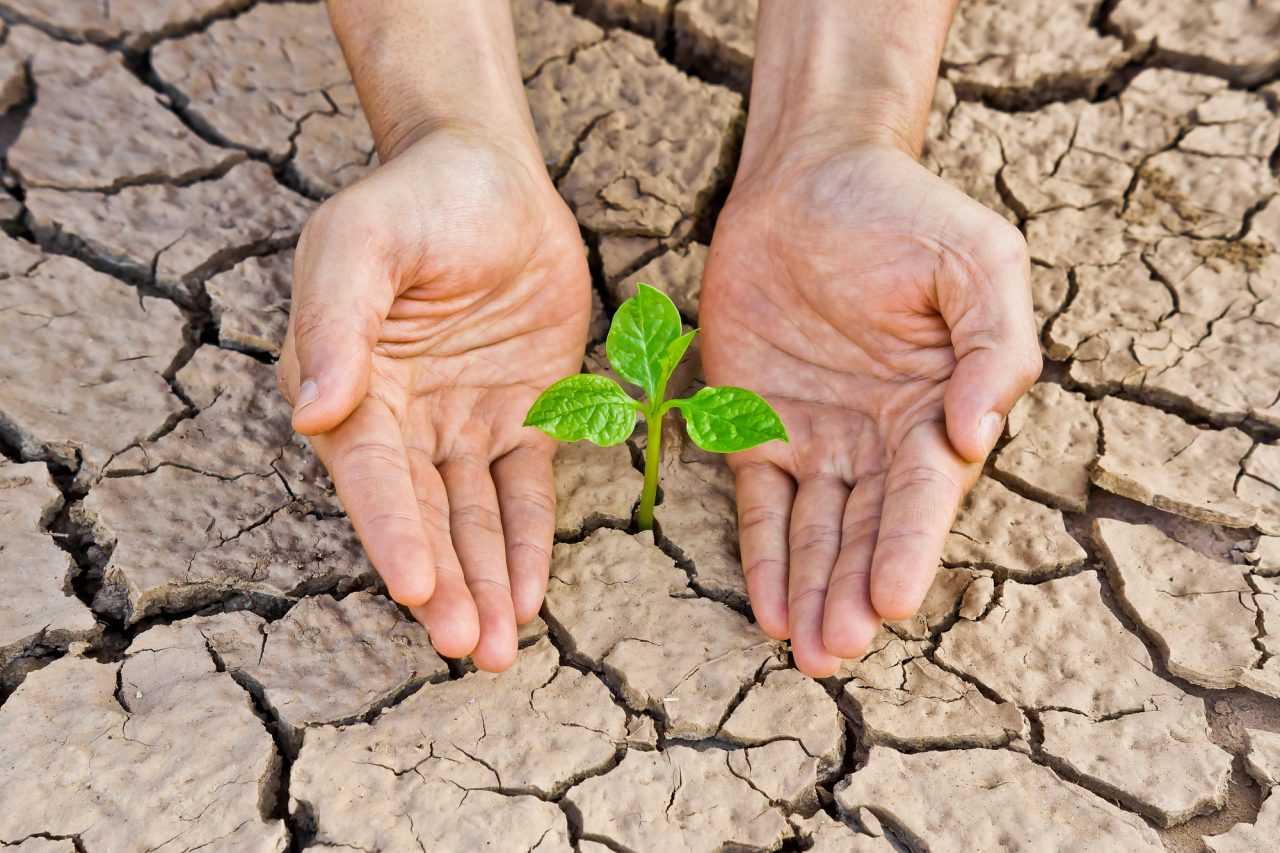 Do 23 lipca 2026 roku można składać oświadczenia dotyczące strat poniesionych w uprawach rolnych z powodu utrzymujących się wysokich temperatur
